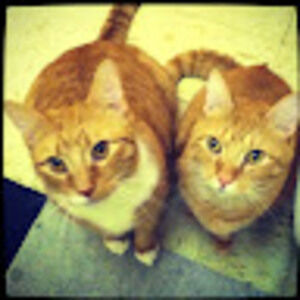 Meet your Posher, Eve